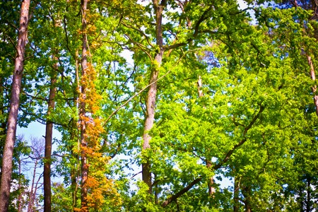 plants for natural background,
fluffy wild plant grouped in sunny day 
の写真素材