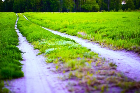 plants for natural background,
fluffy wild plant grouped in sunny day 
の写真素材