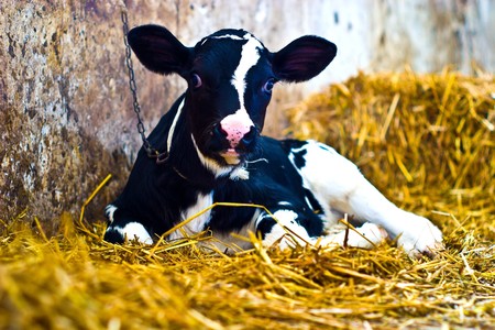 The young black end white cow stands on straw in barnの写真素材