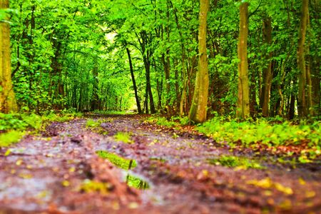 spring landscape of young grey forest with green trees
の写真素材