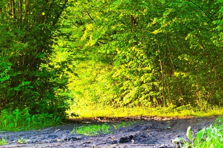 plants for natural background,
fluffy wild plant grouped in sunny day 
