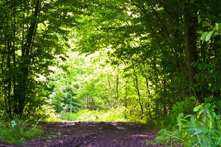 plants for natural background,
fluffy wild plant grouped in sunny day 
の写真素材