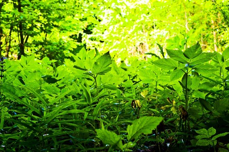 plants for natural background,
fluffy wild plant grouped in sunny day 
の写真素材