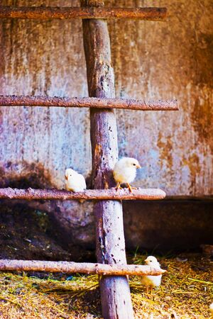 Image shows chicken searching for food, chicken seriesの写真素材