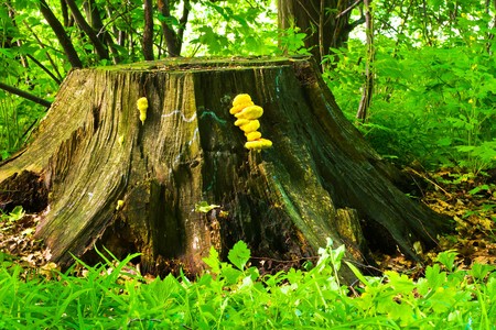 plants for natural background,
fluffy wild plant grouped in sunny day 
の写真素材