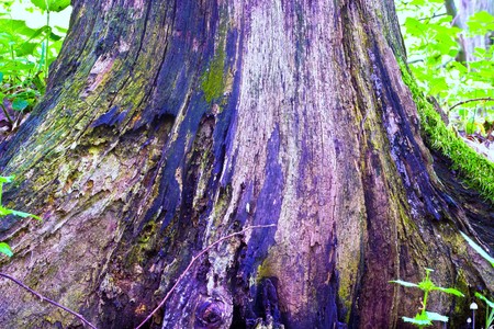 old grey wood textured for abstract background
の写真素材