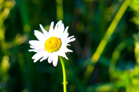 flowers on colorfull background - macro photoの写真素材