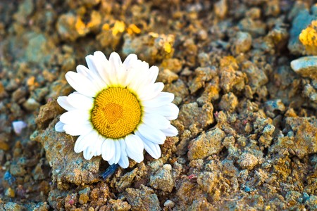flowers on colorfull background - macro photoの写真素材