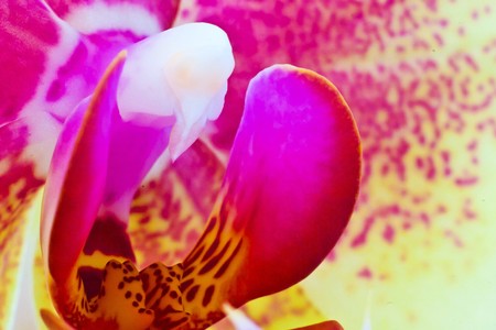 flowers on colorfull background - macro photoの写真素材