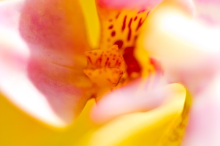 flowers on colorfull background - macro photoの写真素材