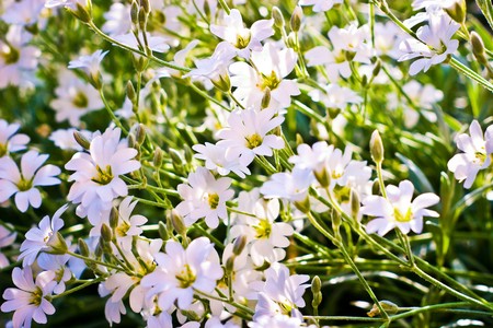 flowers on colorfull background - macro photoの写真素材