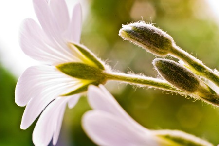 flowers on colorfull background - macro photoの写真素材
