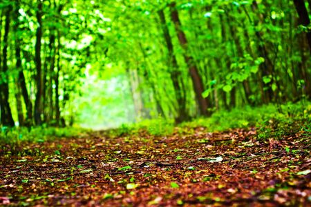 spring landscape of young grey forest with green trees
の写真素材