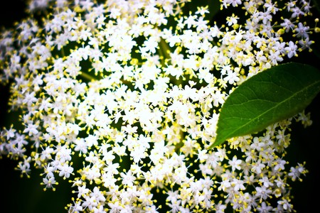 plants for natural background,
fluffy wild plant grouped in sunny day 
の写真素材