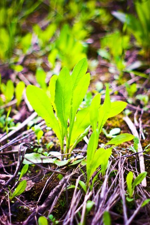 plants for natural background,
fluffy wild plant grouped in sunny day 
の写真素材