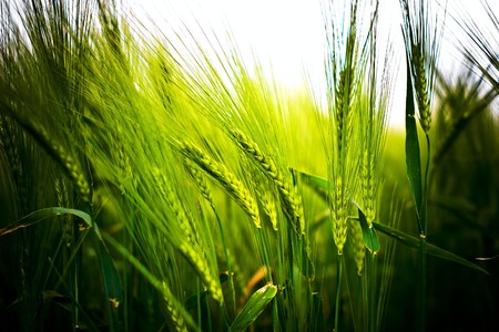 plants for natural background,
fluffy wild plant grouped in sunny day 
の写真素材