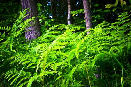 plants for natural background,
fluffy wild plant grouped in sunny day 
の写真素材