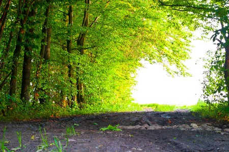 plants for natural background,
fluffy wild plant grouped in sunny day 
の写真素材