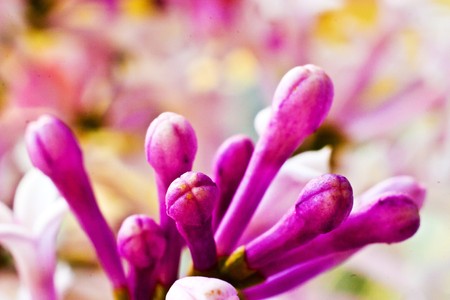 flowers on colorful backgroundの写真素材