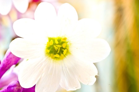 flowers on colorful backgroundの写真素材