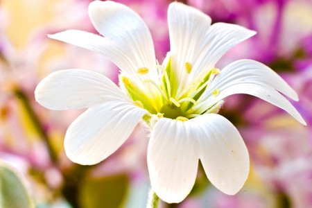 flowers on colorfull background - macro photoの写真素材
