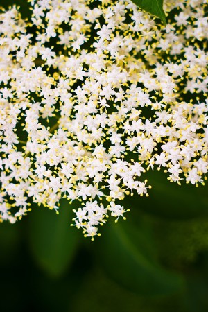 plants for natural background,
fluffy wild plant grouped in sunny day 
の写真素材
