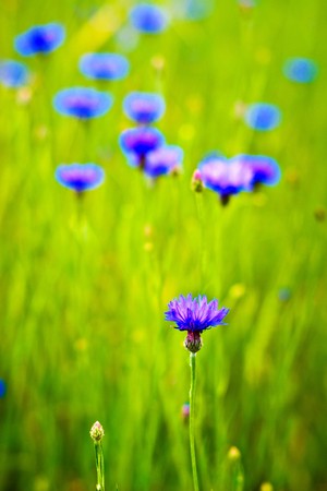 plants for natural background,
fluffy wild plant grouped in sunny day 
の写真素材
