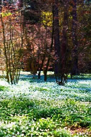 plants for natural background,
fluffy wild plant grouped in sunny day 
の写真素材
