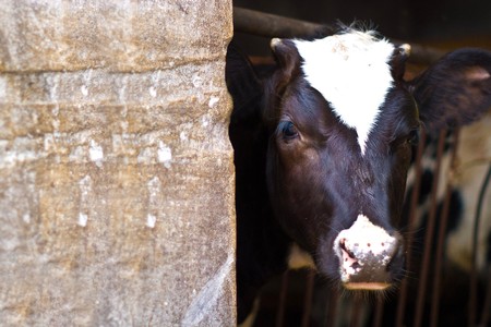 The young black end white cow stands on straw in barnの写真素材
