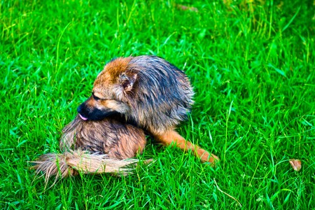 funny dog without name in sunny dayの写真素材