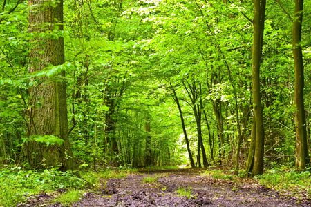 spring landscape of young grey forest with green trees
の写真素材