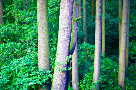 spring landscape of young grey forest with bright blue sky
の写真素材