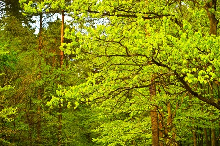 spring landscape of young grey forest with bright blue sky
の写真素材