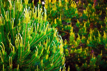 plants for natural background,
fluffy wild plant grouped in sunny day 
の写真素材