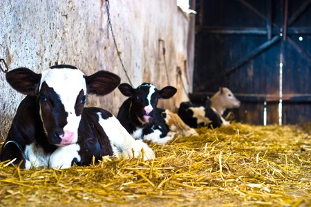 The young black end white cow stands on straw in barnの写真素材