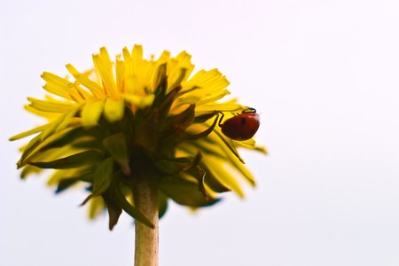 flowers on colorfull background - macro photoの写真素材