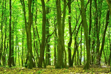 spring landscape of young grey forest with green trees
の写真素材