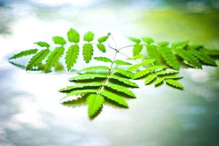 plants for natural background,
fluffy wild plant grouped in sunny day 
の写真素材