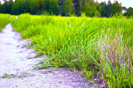 plants for natural background,
fluffy wild plant grouped in sunny day 
の写真素材