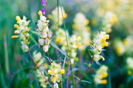 plants for natural background,
fluffy wild plant grouped in sunny day 
