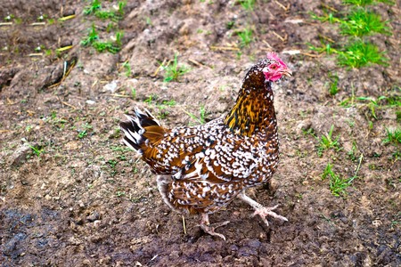 Image shows chicken searching for food, chicken seriesの写真素材