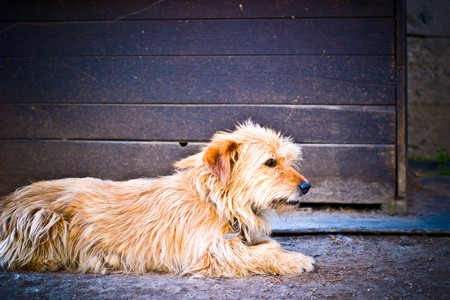 funny dog without name in sunny dayの写真素材