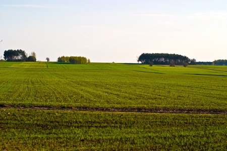 plants for natural background,
fluffy wild plant grouped in sunny day 
の写真素材