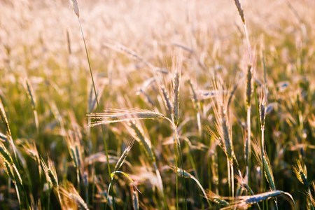 plants for natural background,
fluffy wild plant grouped in sunny day 
の写真素材