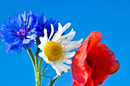 flowers on colorful background - macro の写真素材