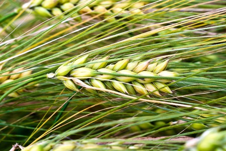green spring grains, close up of yellow wheat ears on the field 