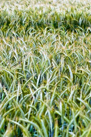 green spring grains, close up of yellow wheat ears on the field の写真素材