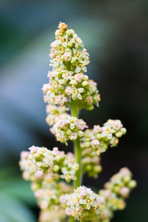plants for natural background,
fluffy wild plant grouped in sunny day 
の写真素材
