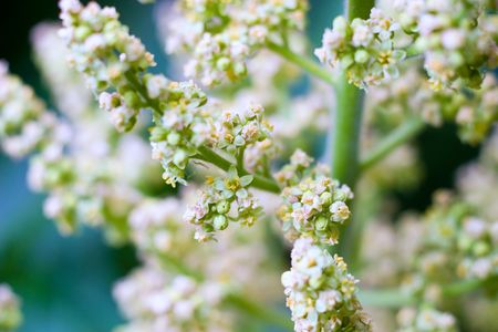 plants for natural background,
fluffy wild plant grouped in sunny day 
の写真素材