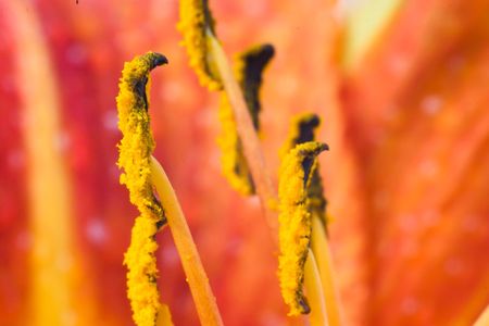 flowers on colorfull background - macro photoの写真素材